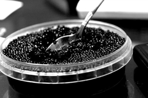 Εικόνα για την κατηγορία Χαβιάρι